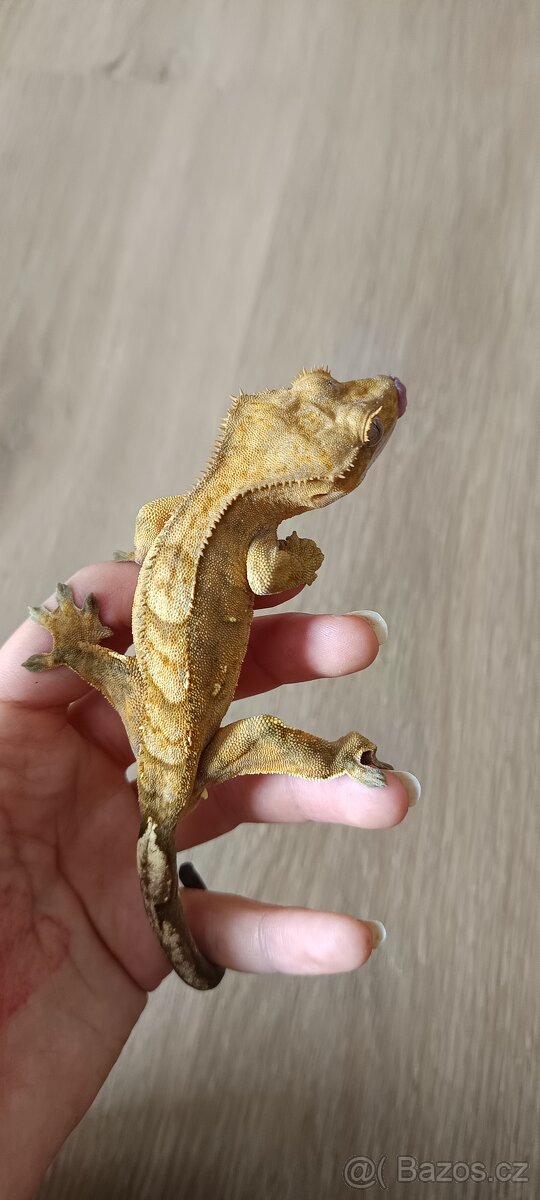 Pagekon řasnatý - mladý sameček (2) - 2