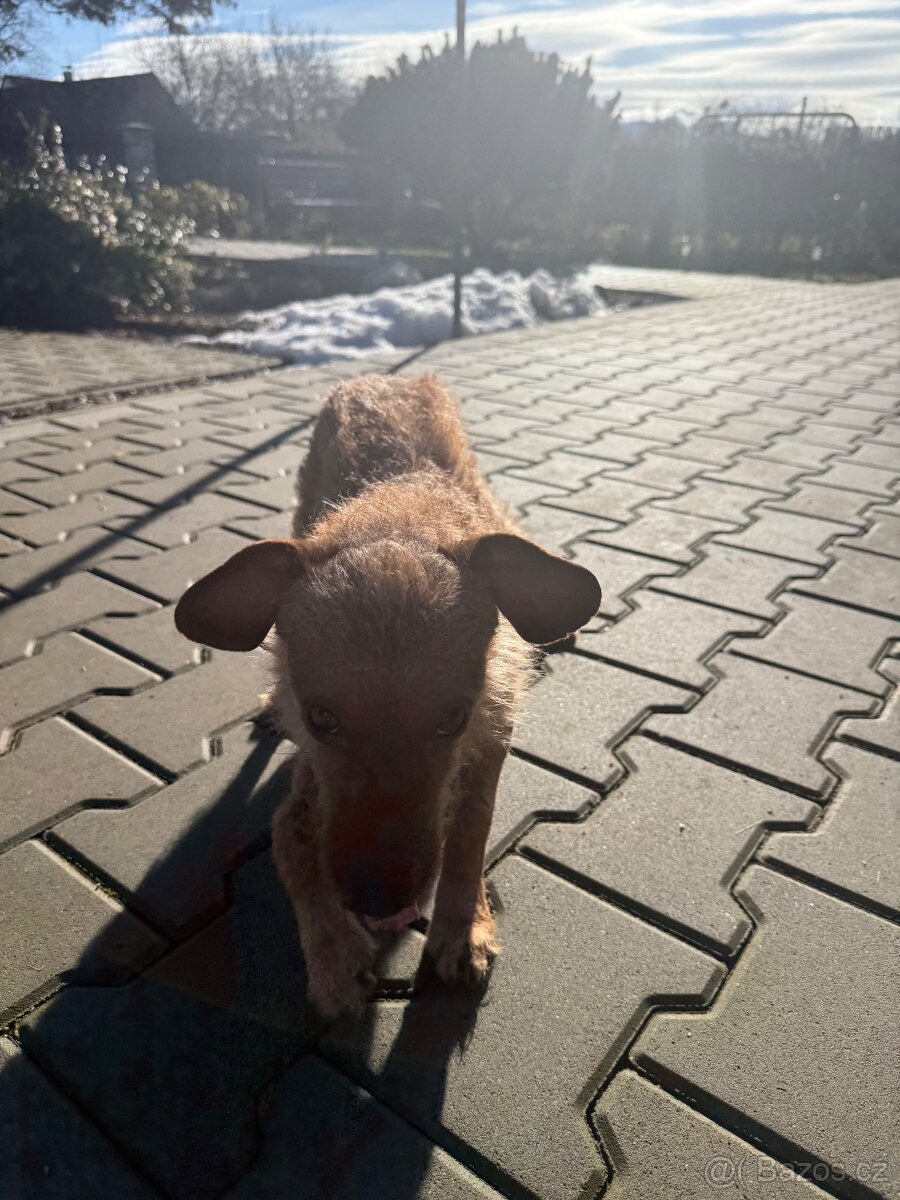 Daruji pejska - spěchá to - 2