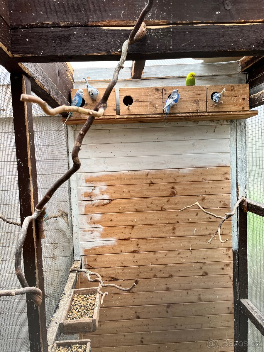 Andulka vlnkovaná - 2