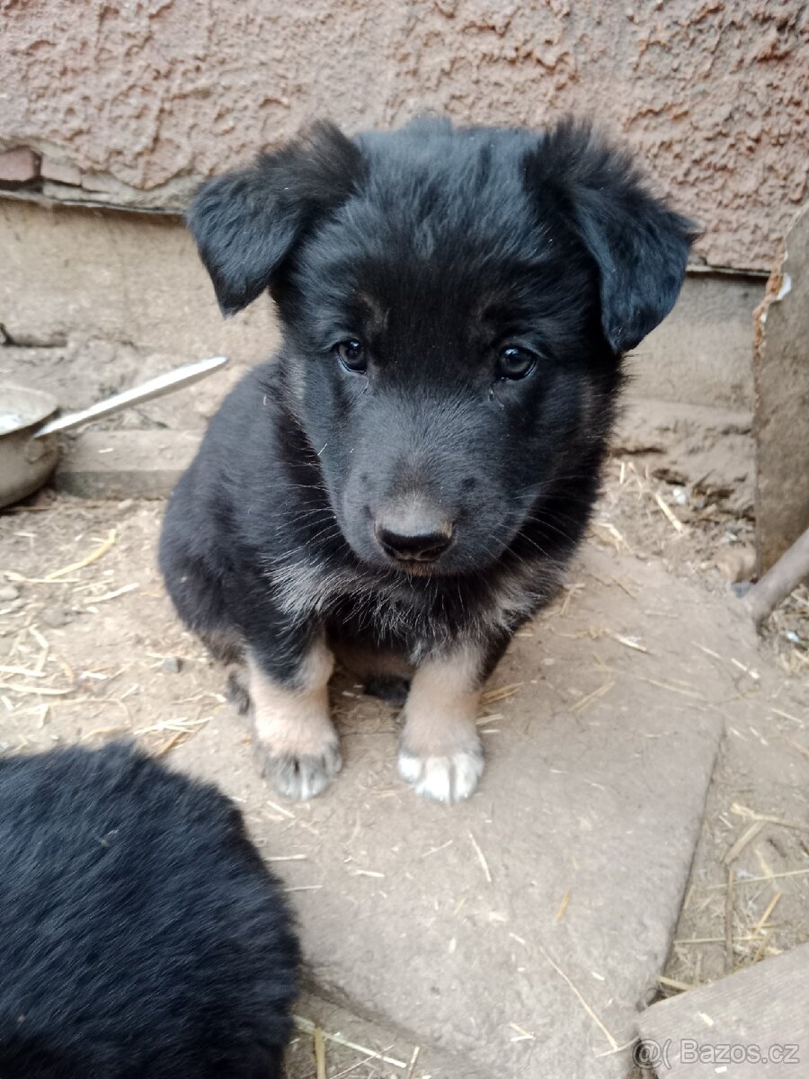 Prodám štěně - 2