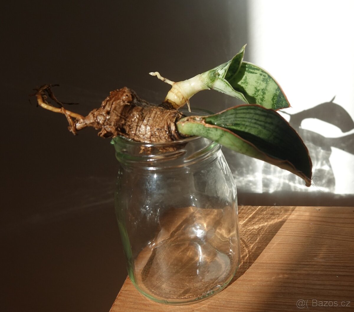 Tchynin jazyk, Sansevieria - 2