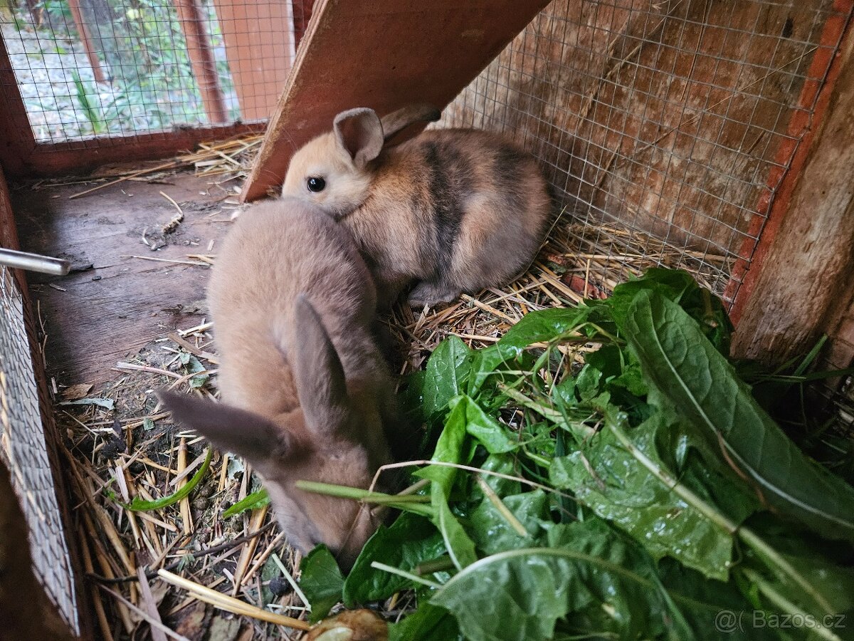 Zakrslý králík - 2