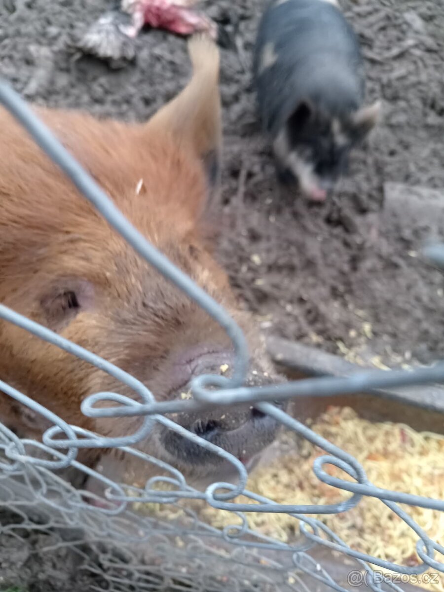 Sviňka kuně kune s divočákem - 2