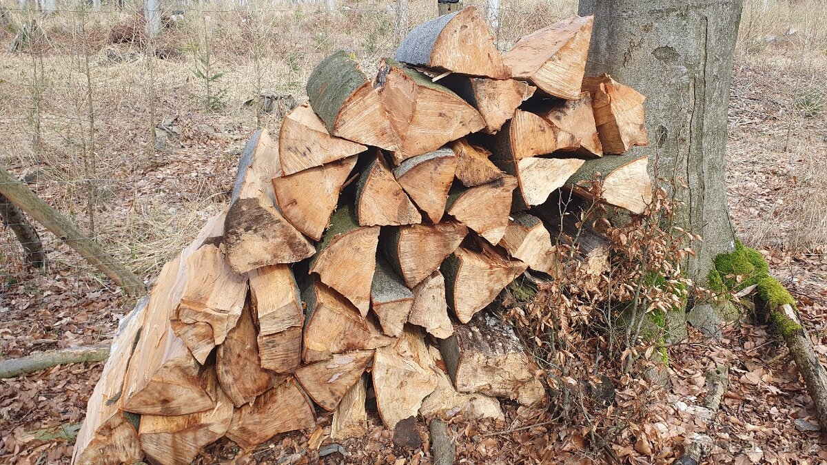 Prodam drevo buk palivo - 2