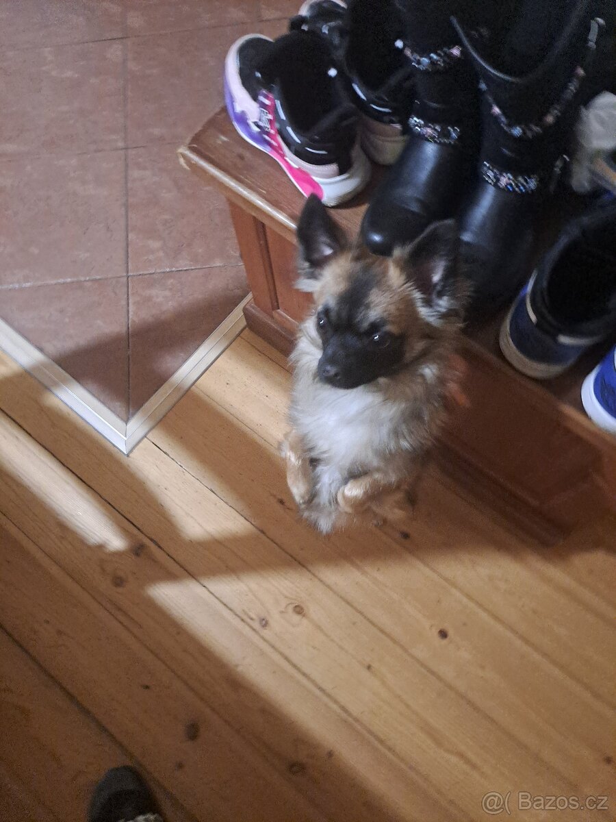 Čivava krizena s joksirem - 2