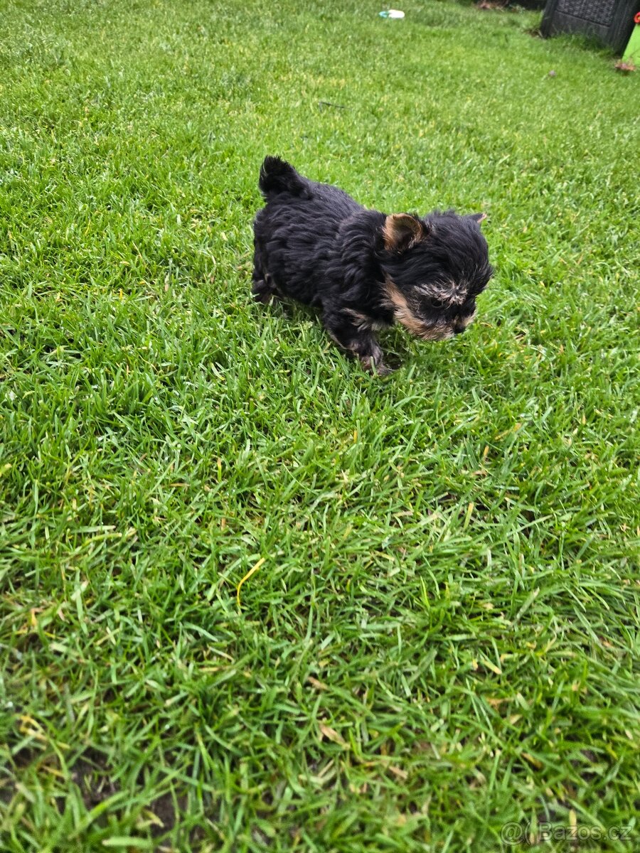 Jorkšírský teriér - 2