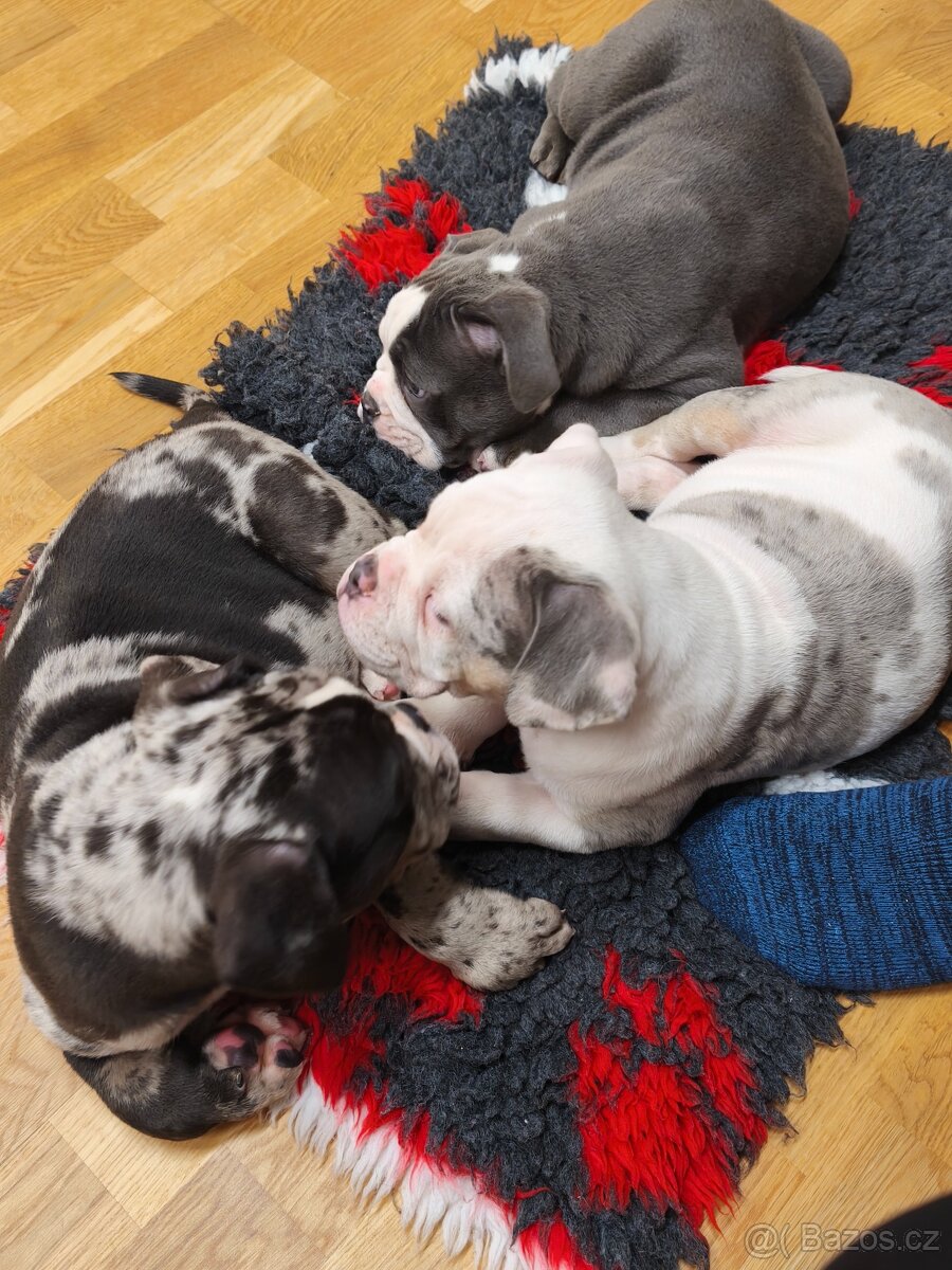 Old english buldod s PP staroanglicky buldok - 2