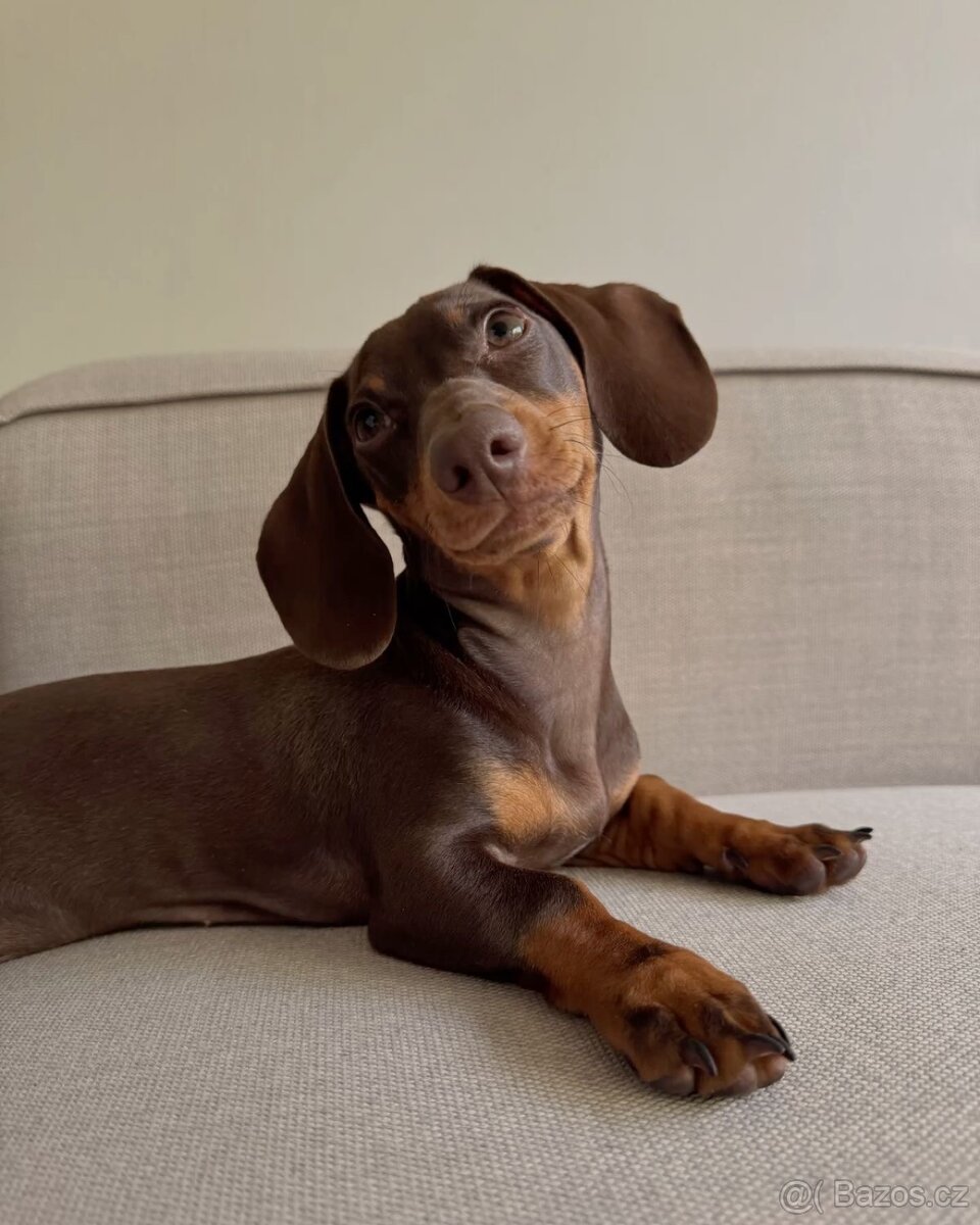 Koupím jezevčíka - 2