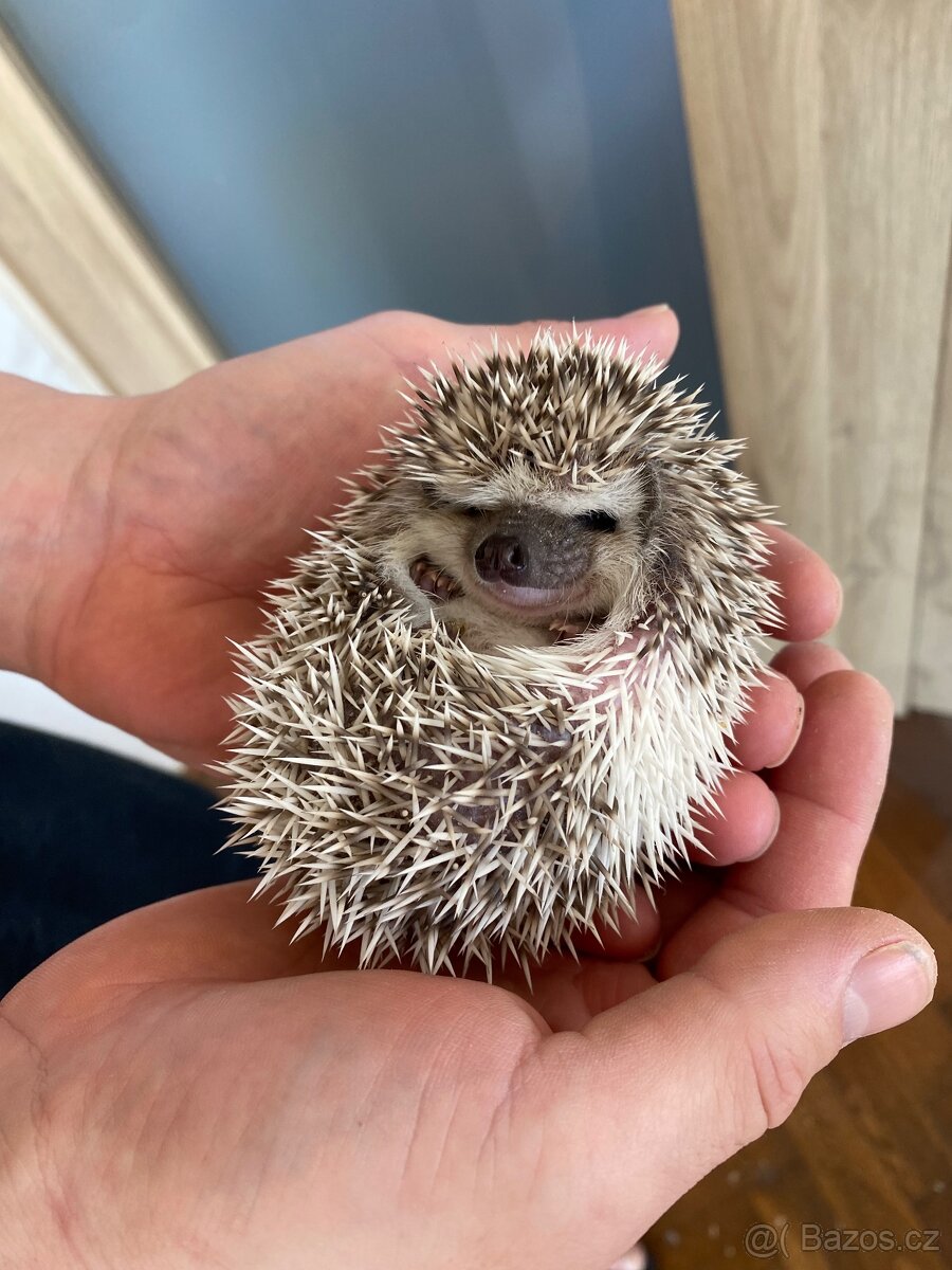 Ježek bělobřichý - mláďata - 2