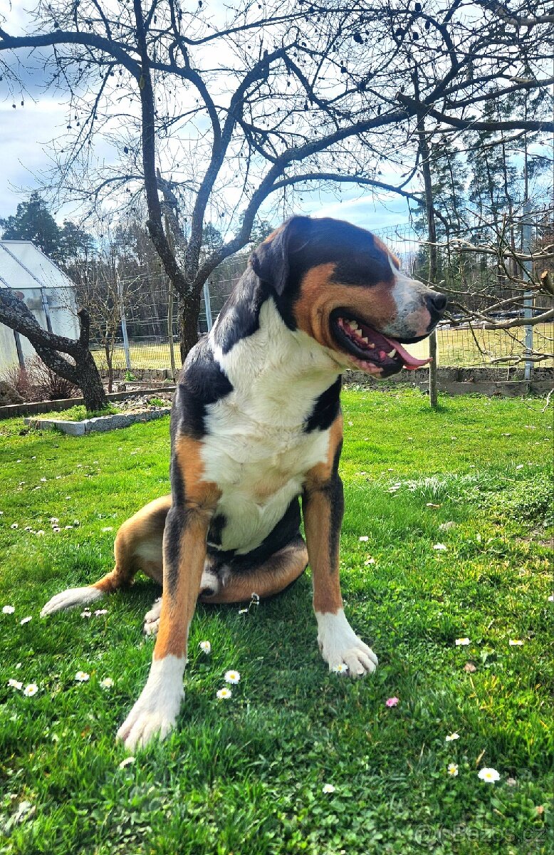 Velký švýcarský salašnický pes - 2