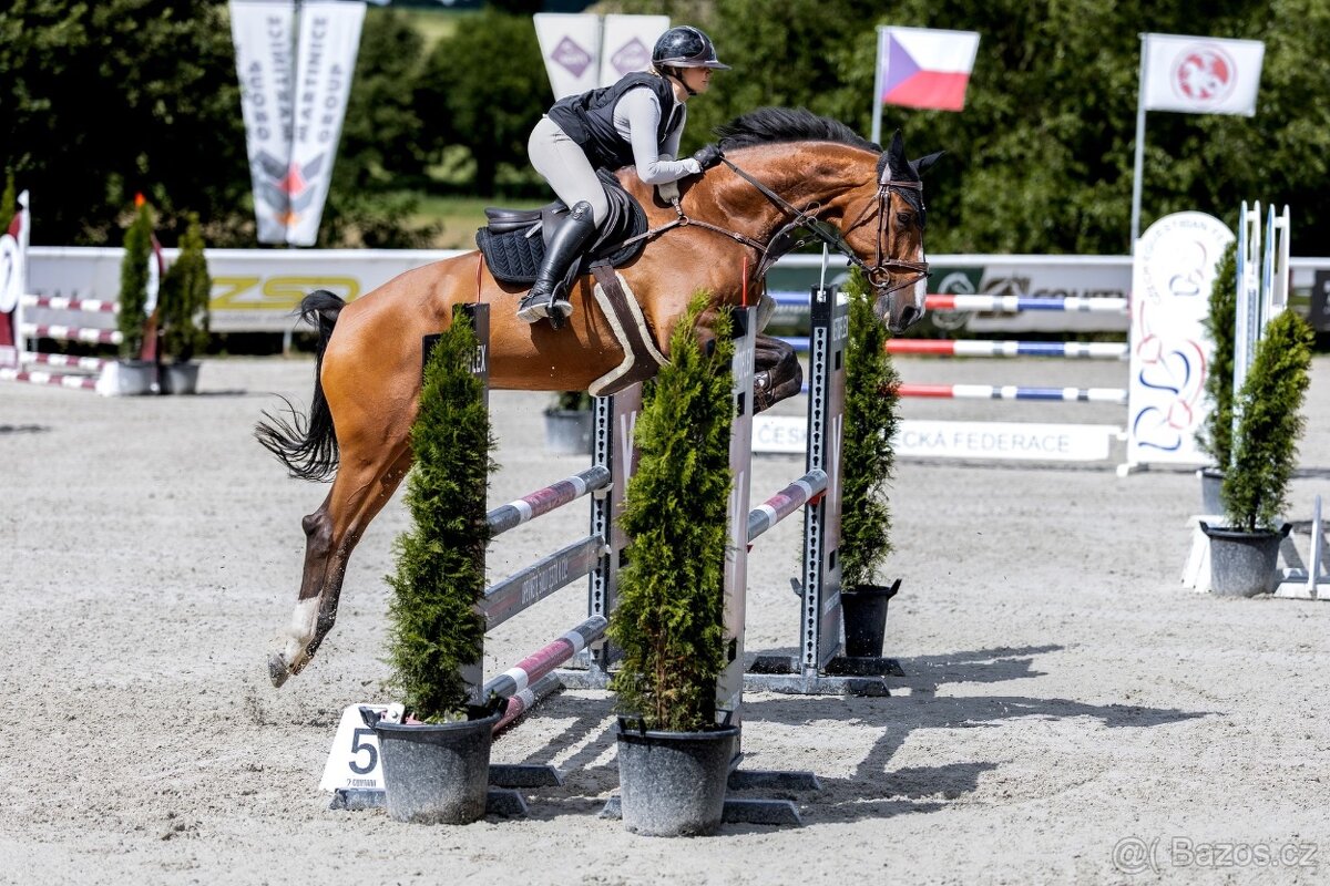 13ti letý valach ČT - 2