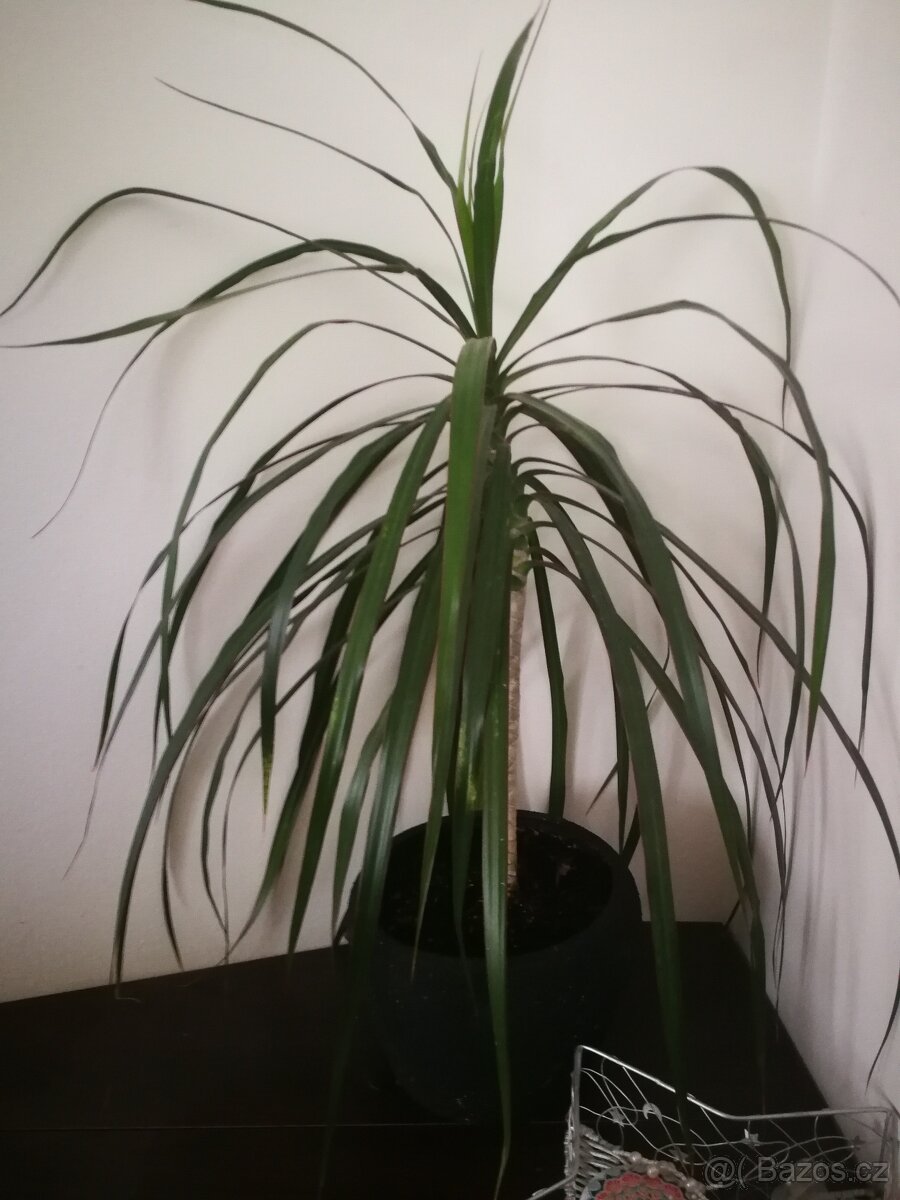 Dracéna - 2
