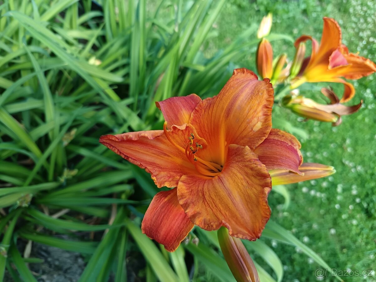 Keře, stromy, trvalky - 2