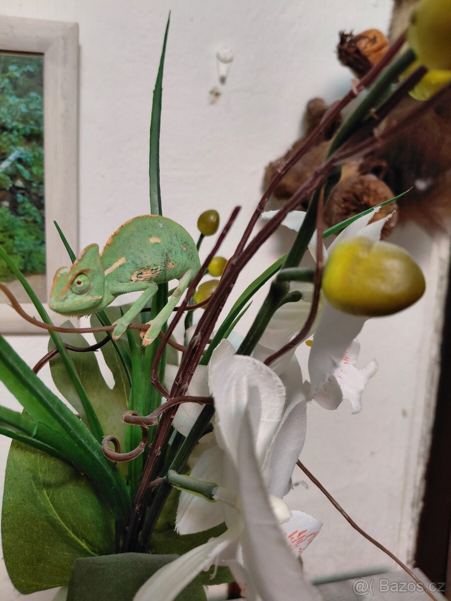 Chameleon jemenský - 2