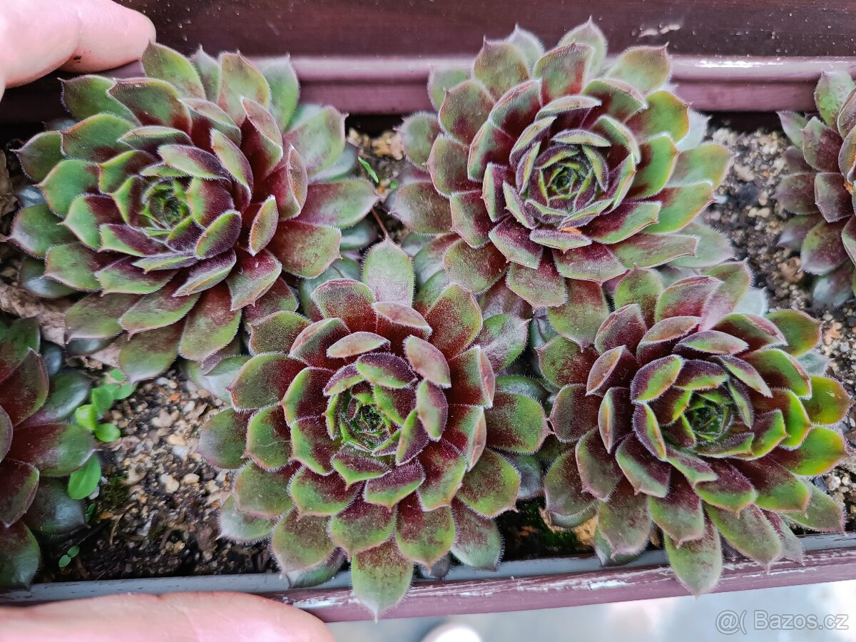 Netřesky sukulenty - 2