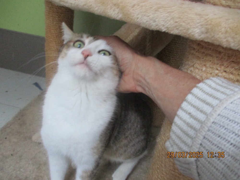 Elegantní kočička Gira zkrášlí domácnost - 2