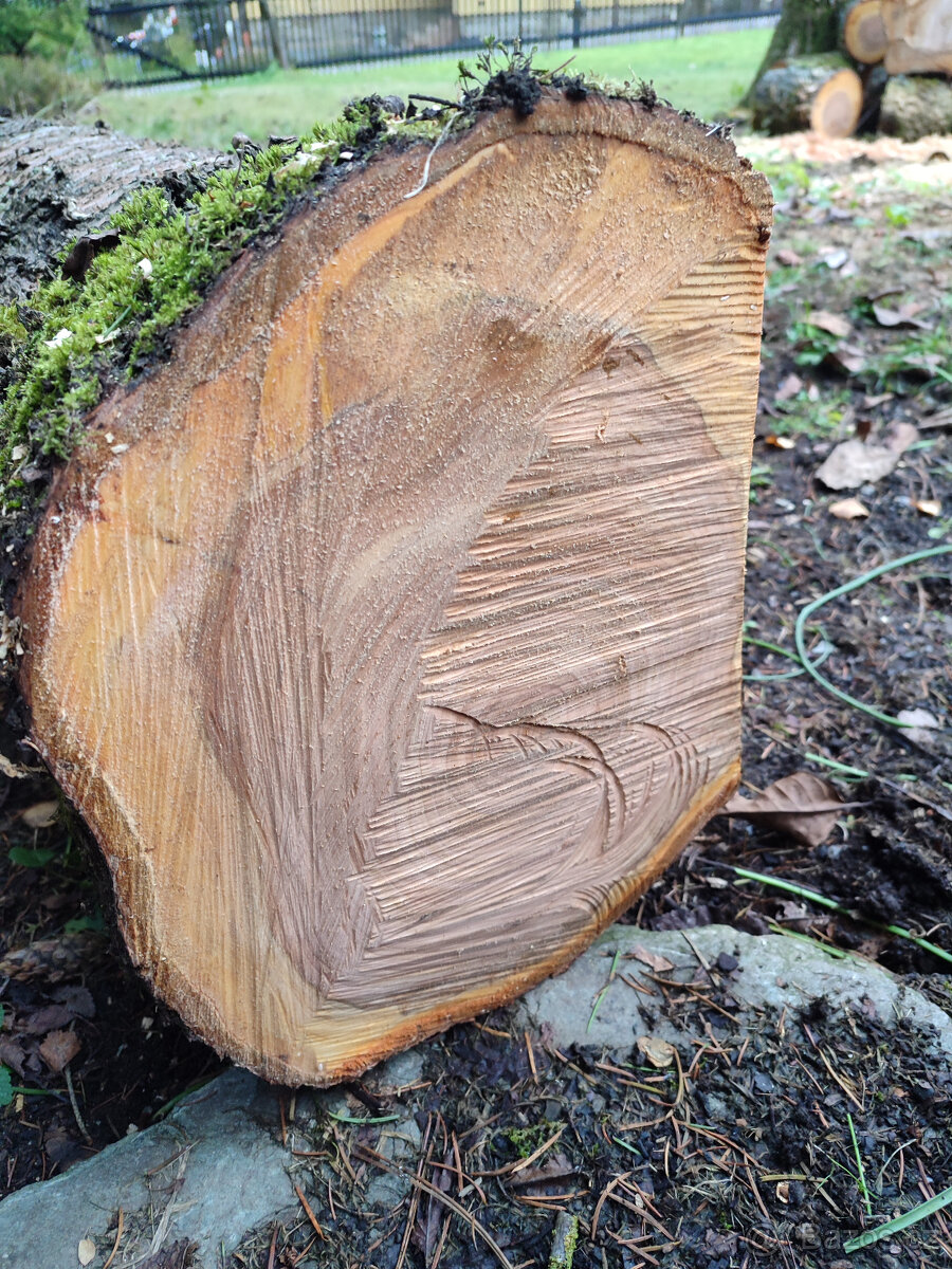 Třešeň - kmen - 2