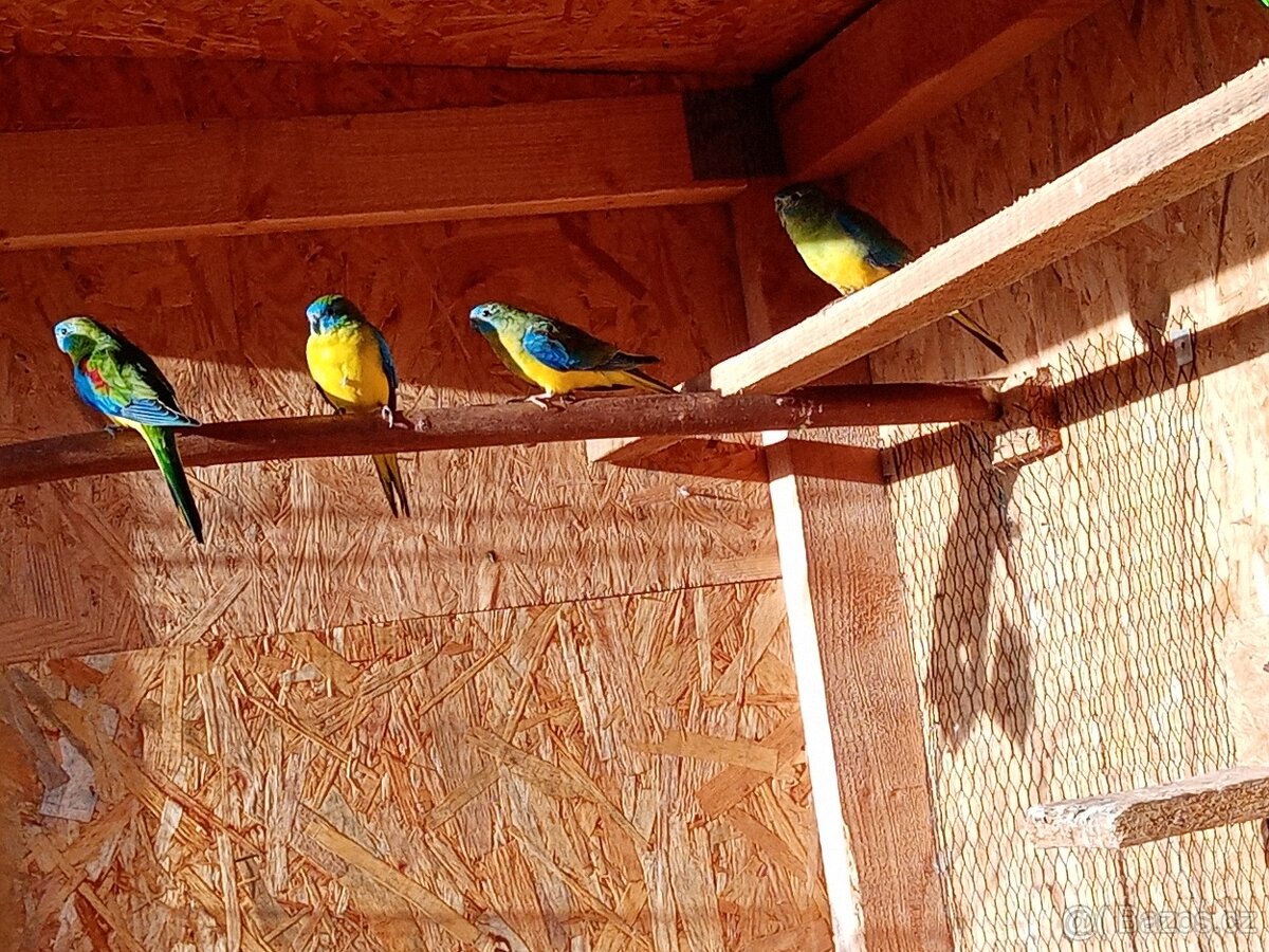 Neoféma tyrkysová přírodní - 2