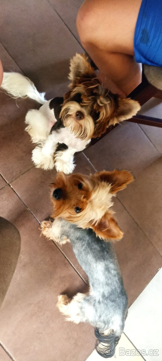 Jorkšírský teriér štěňátko pejsek - 2