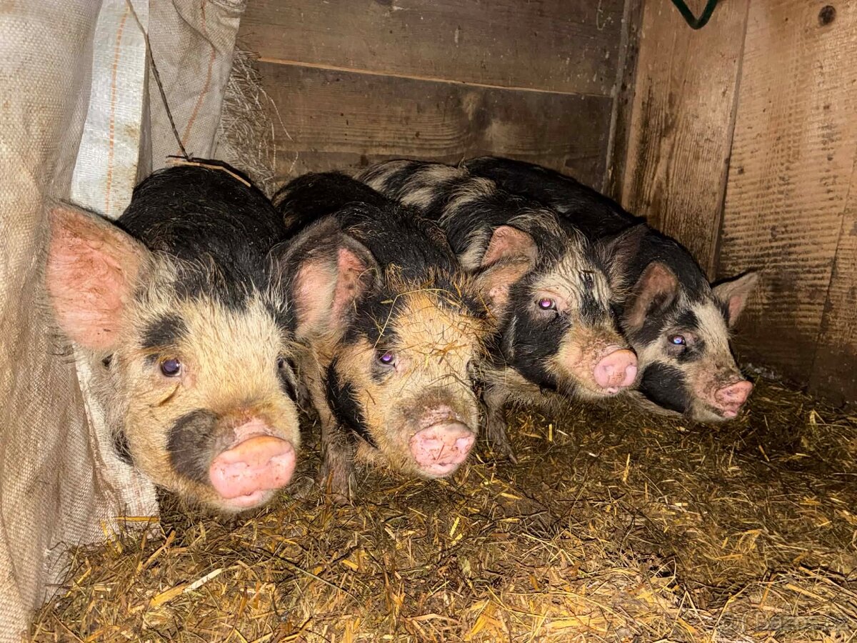 Kune kune selata - 2