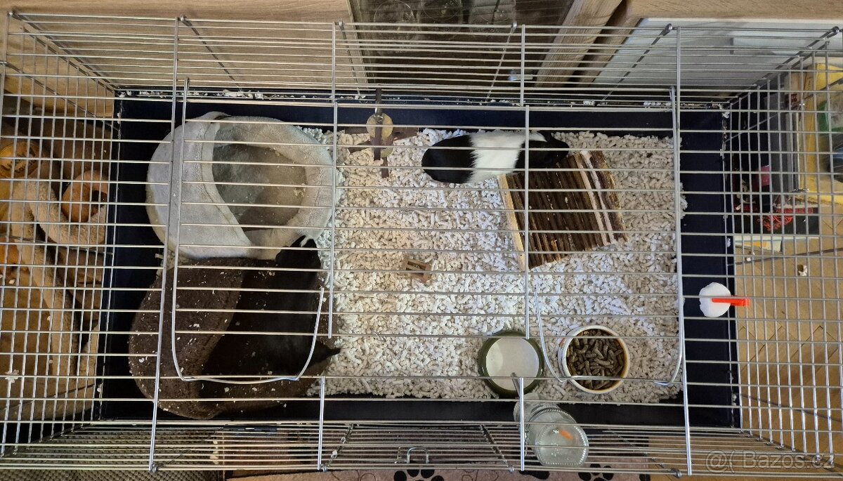 Morčátka s klecí - 2