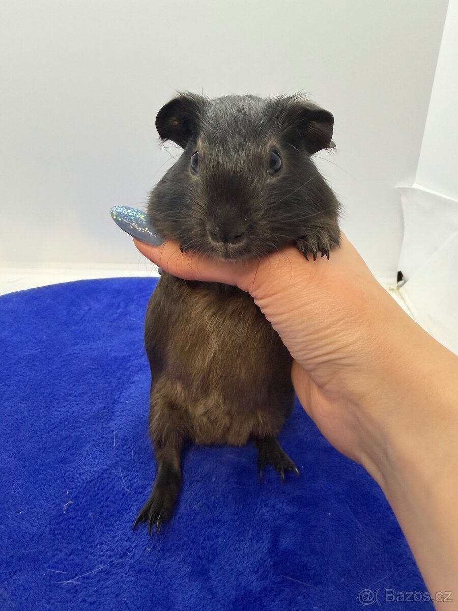 Morče hladke sameček tan blue - 2