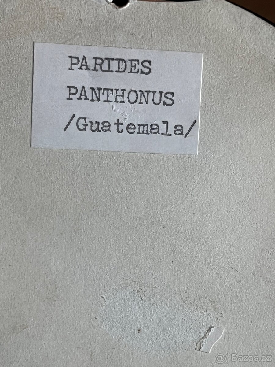 Motýl v rámečku - Parides Panthonus Guatemala - 2