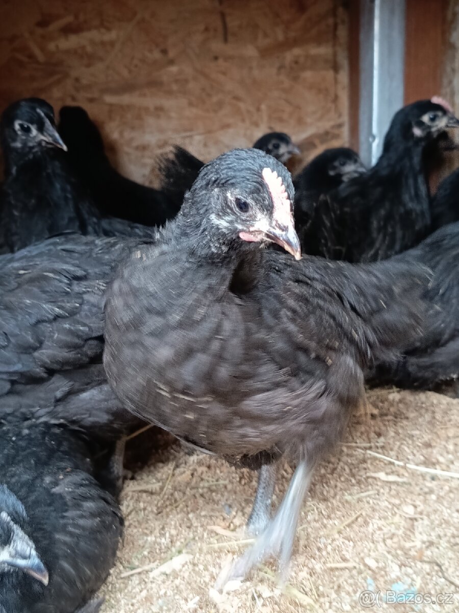 Kuřata australky - 2