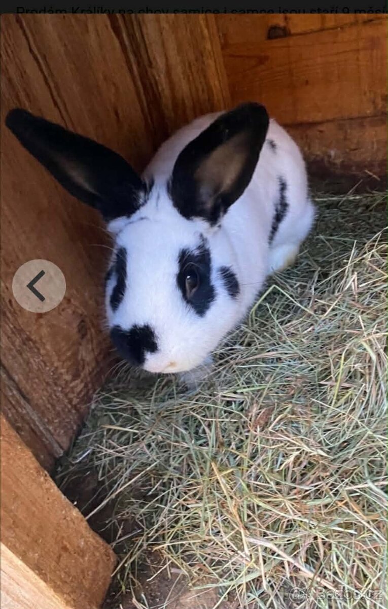 Králíky - 2
