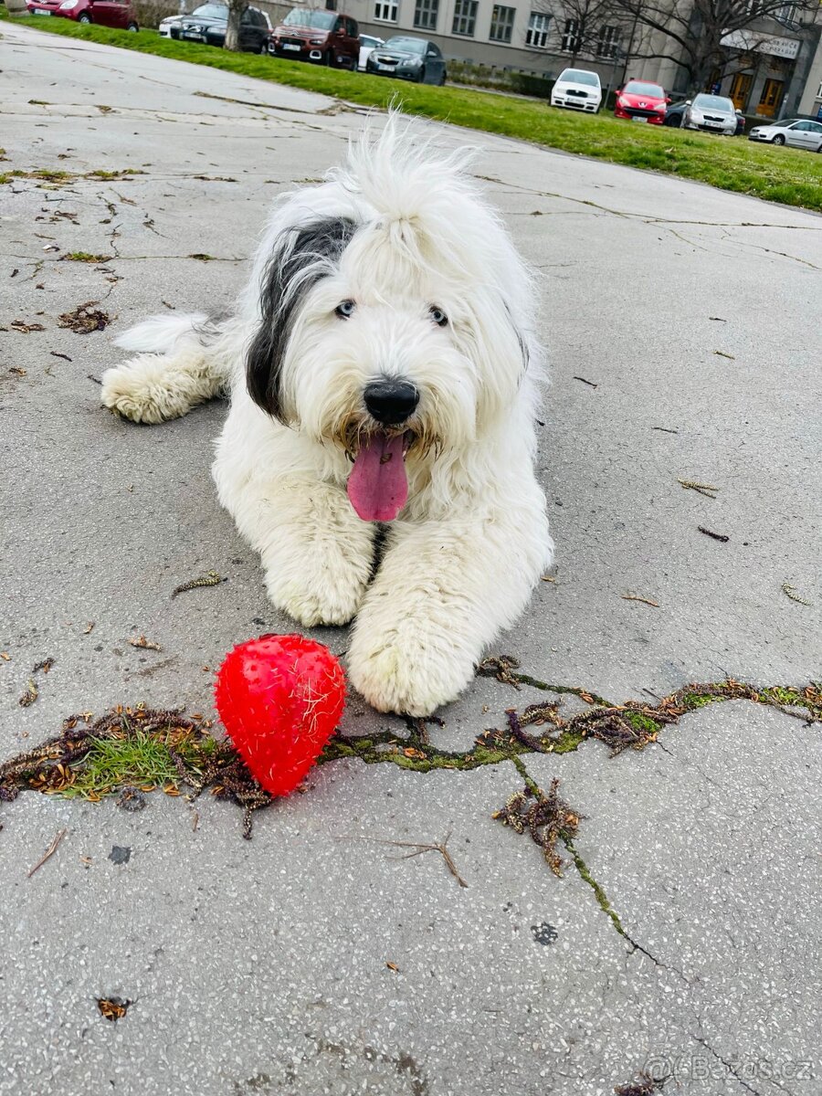 Bobtail - 2