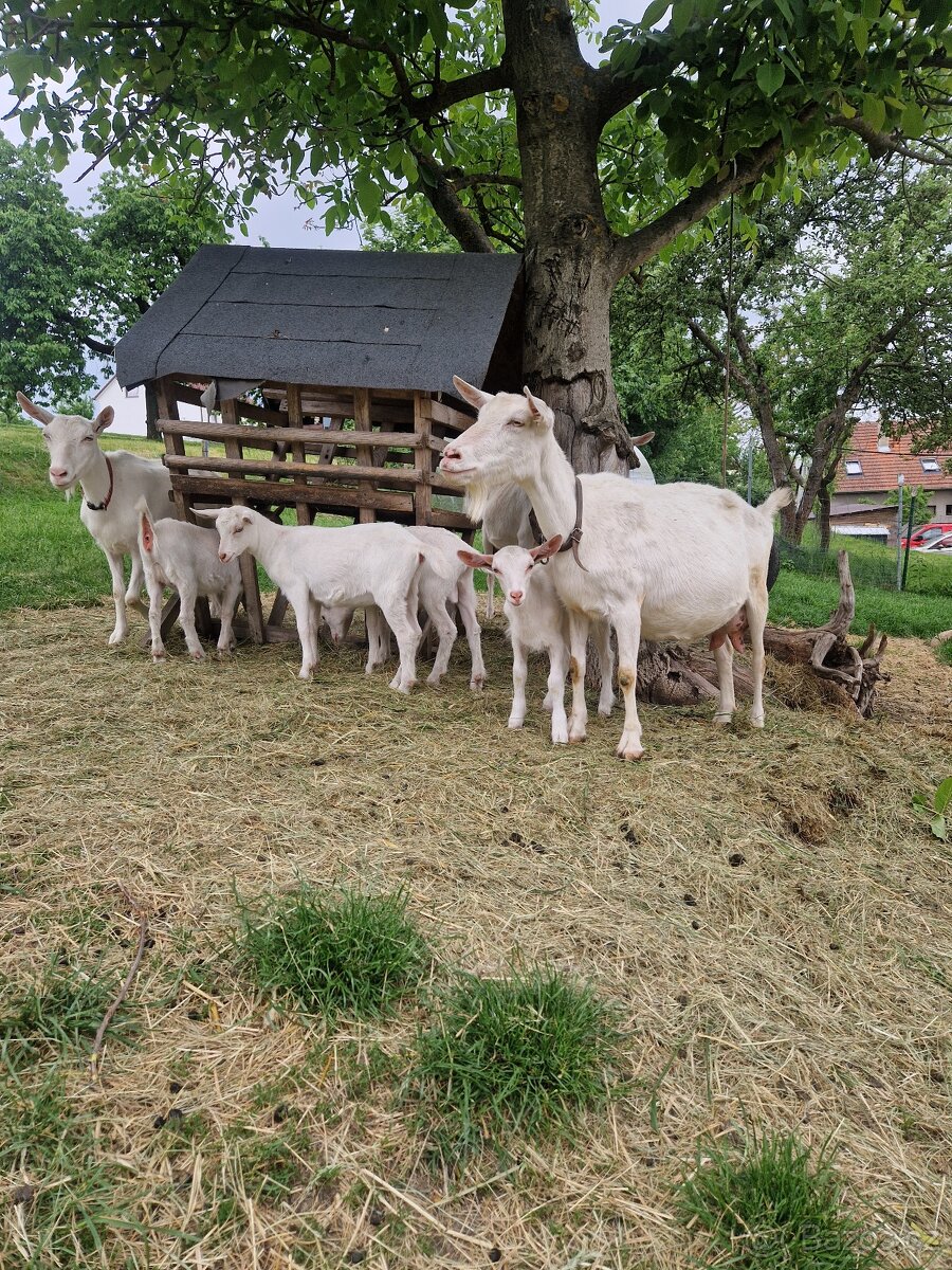 Kozička - 2