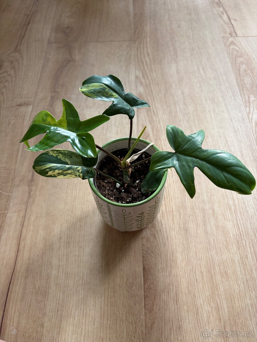 Philodendron florida beauty variegata - 2