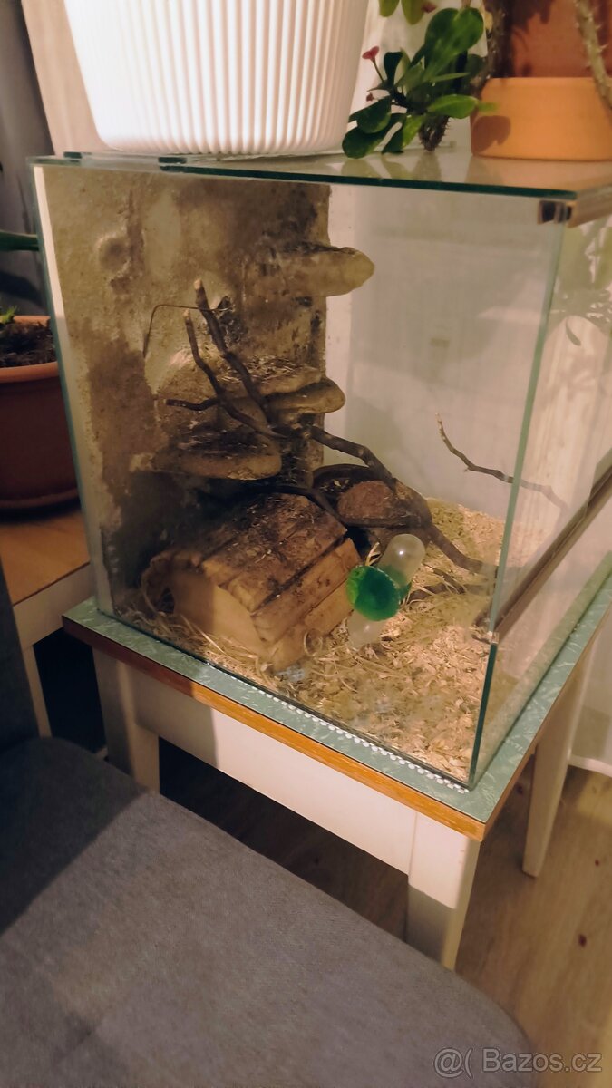 Plšík africký a terarium - 2