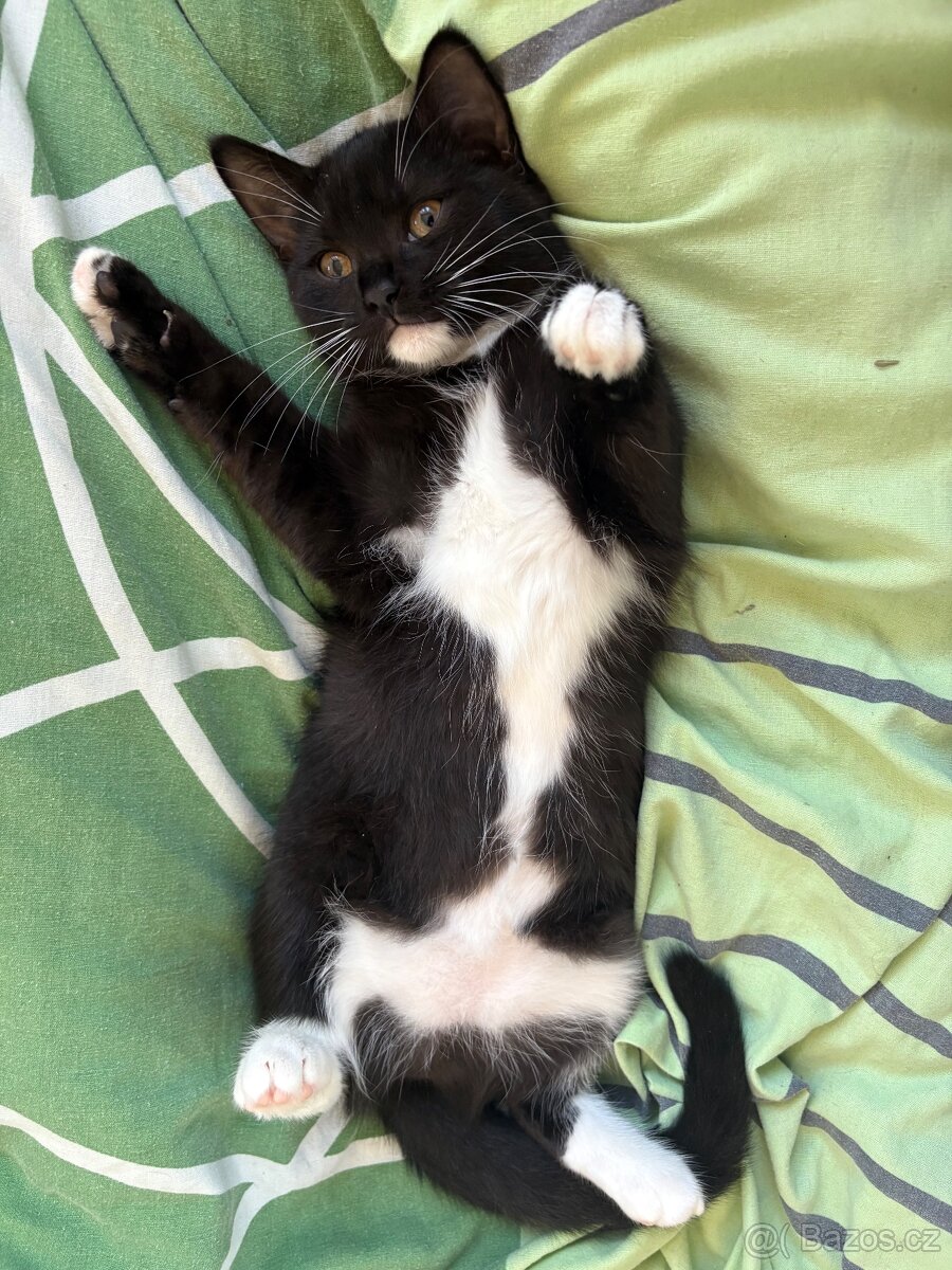 Ragdoll × Britská koťátka mazlivá a hravá - 2