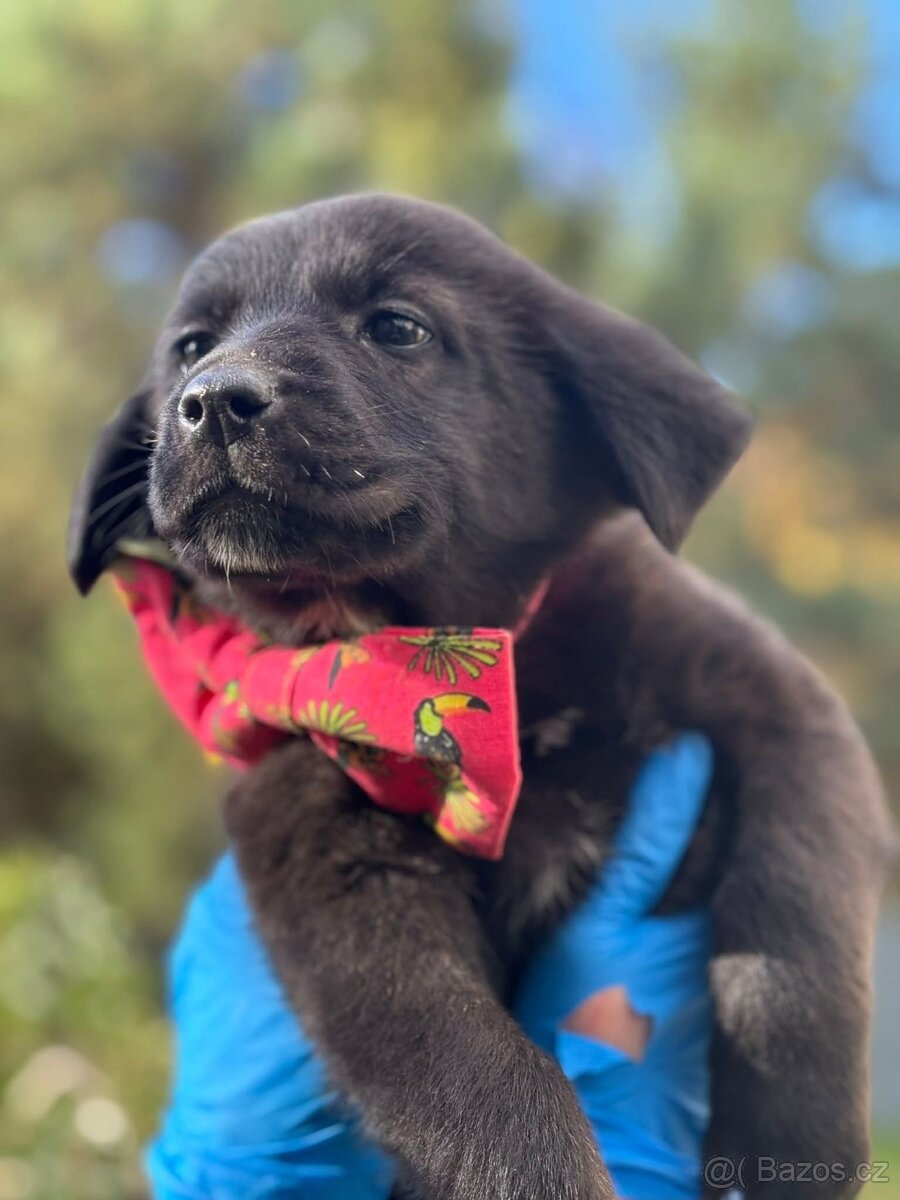 MISSY - fenečka, štěně 3 měsíce - 2