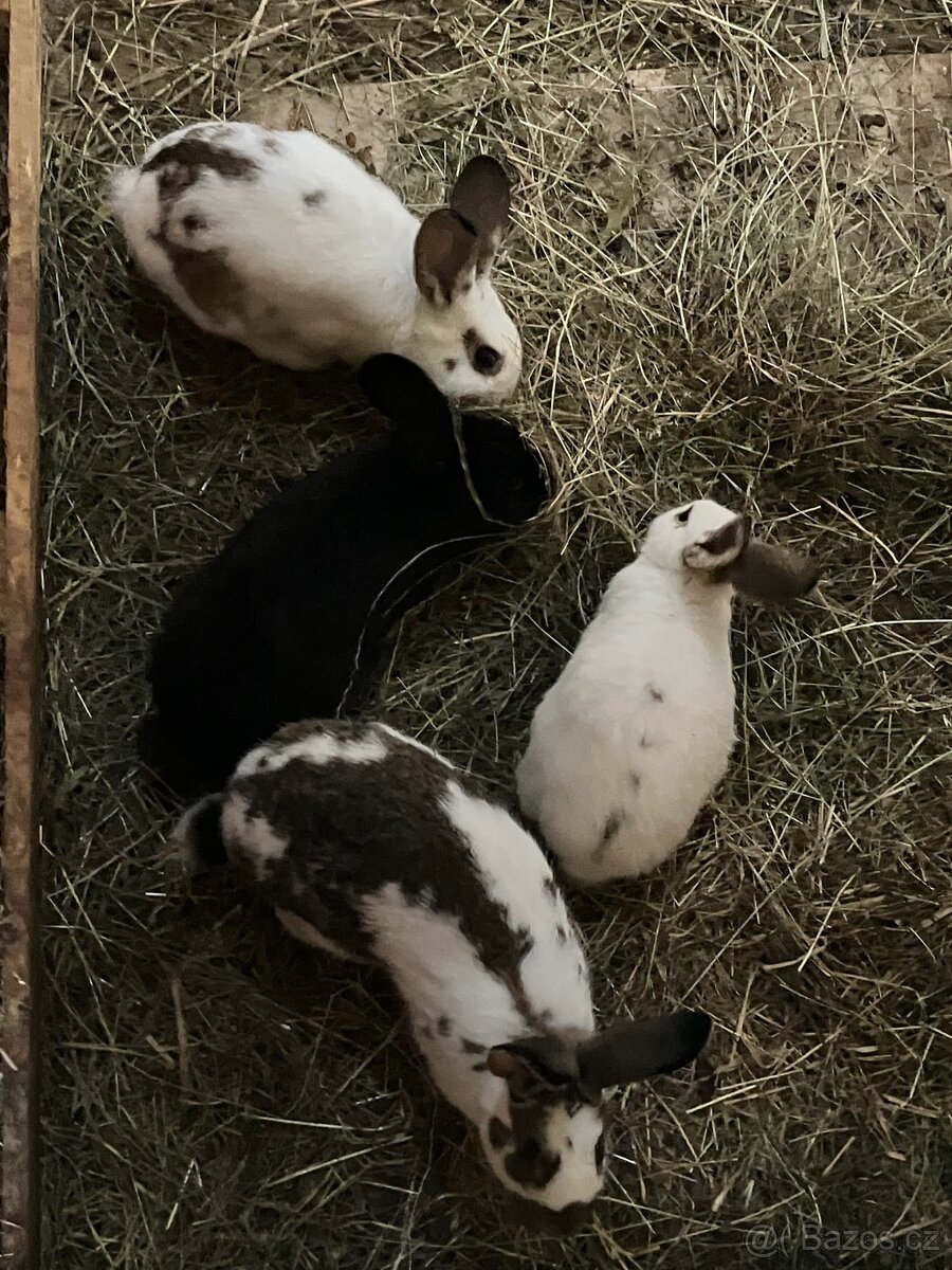 Králíci na dokrmení - 2