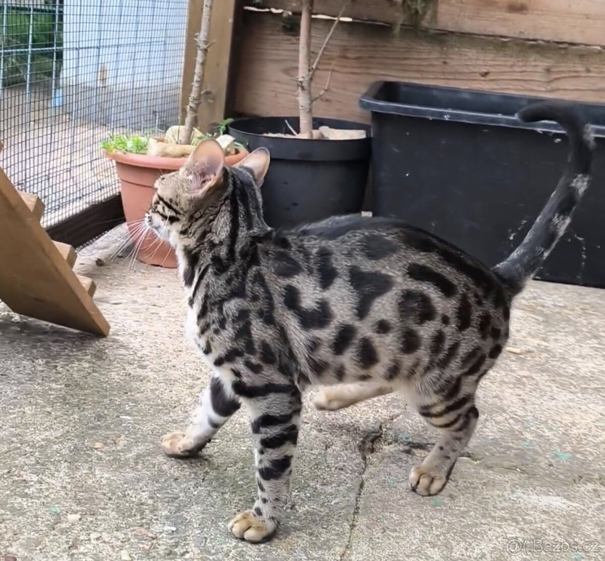 Bengálská kočka s Pp - 2