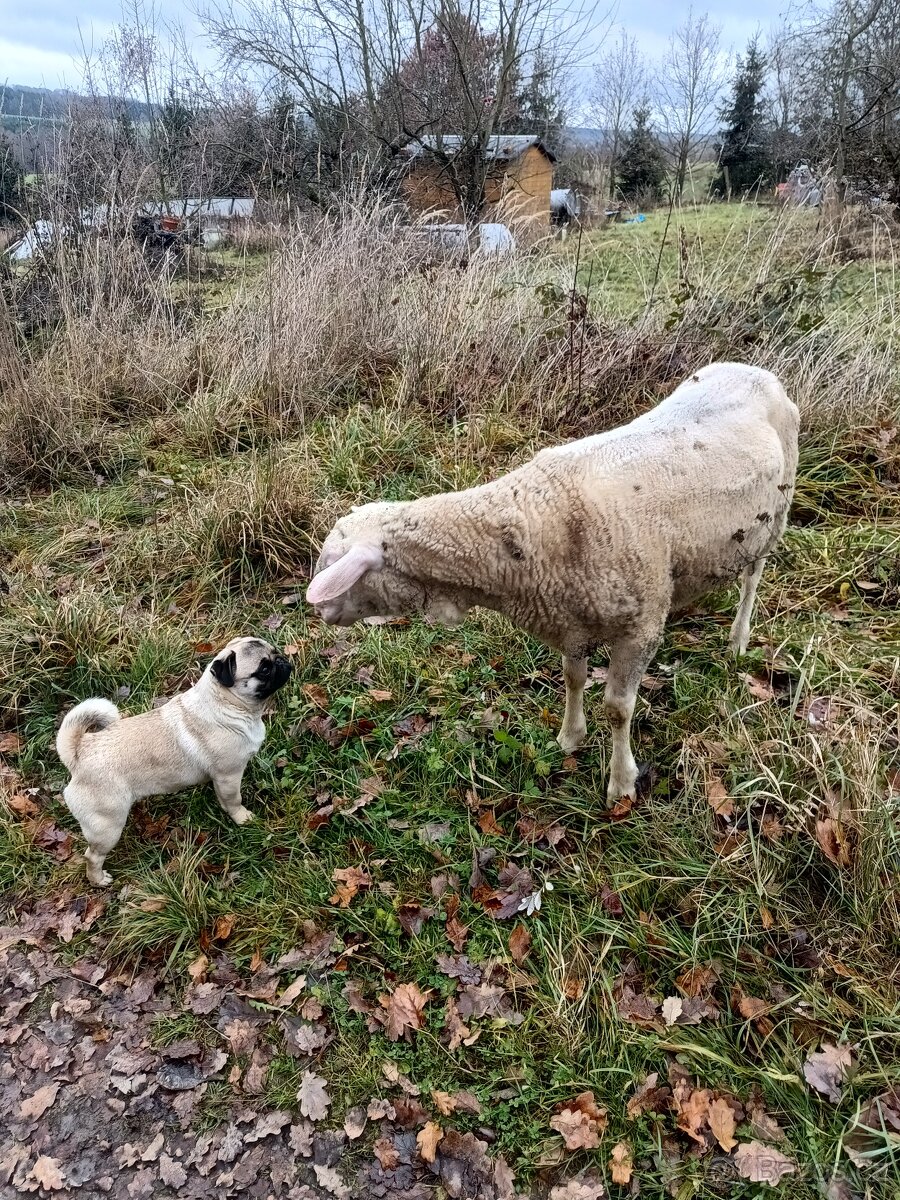 Daruji berana východofríské ovce - 2
