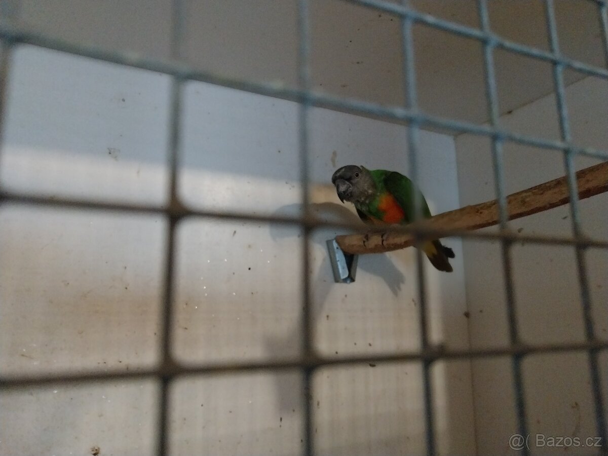Papoušek Senegalsky - 2