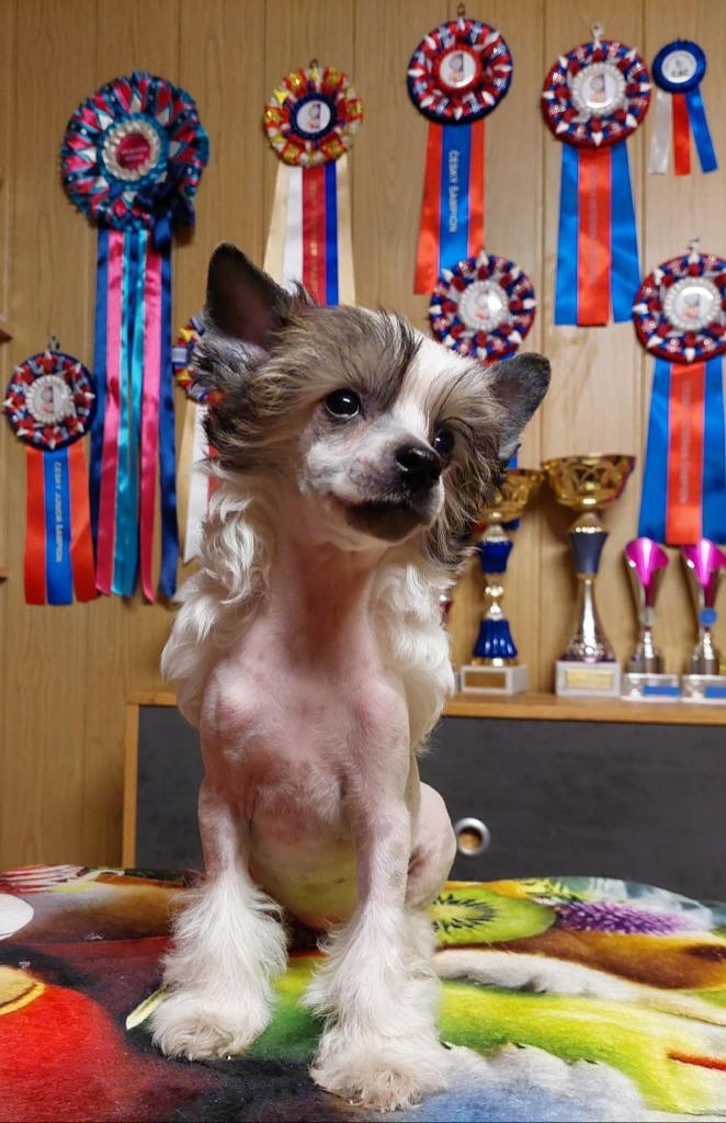 Čínský chocholatý pes - 2