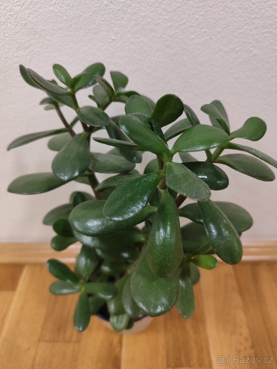 Tlustice vejčitá - 2