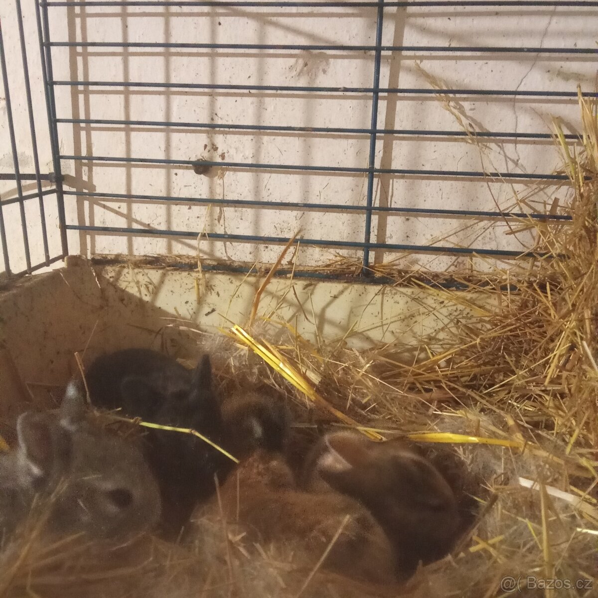 Zádam rex miminka - 2