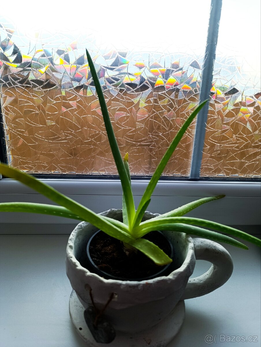Aloe Vera pravá zdravá a silná rostlina - 2