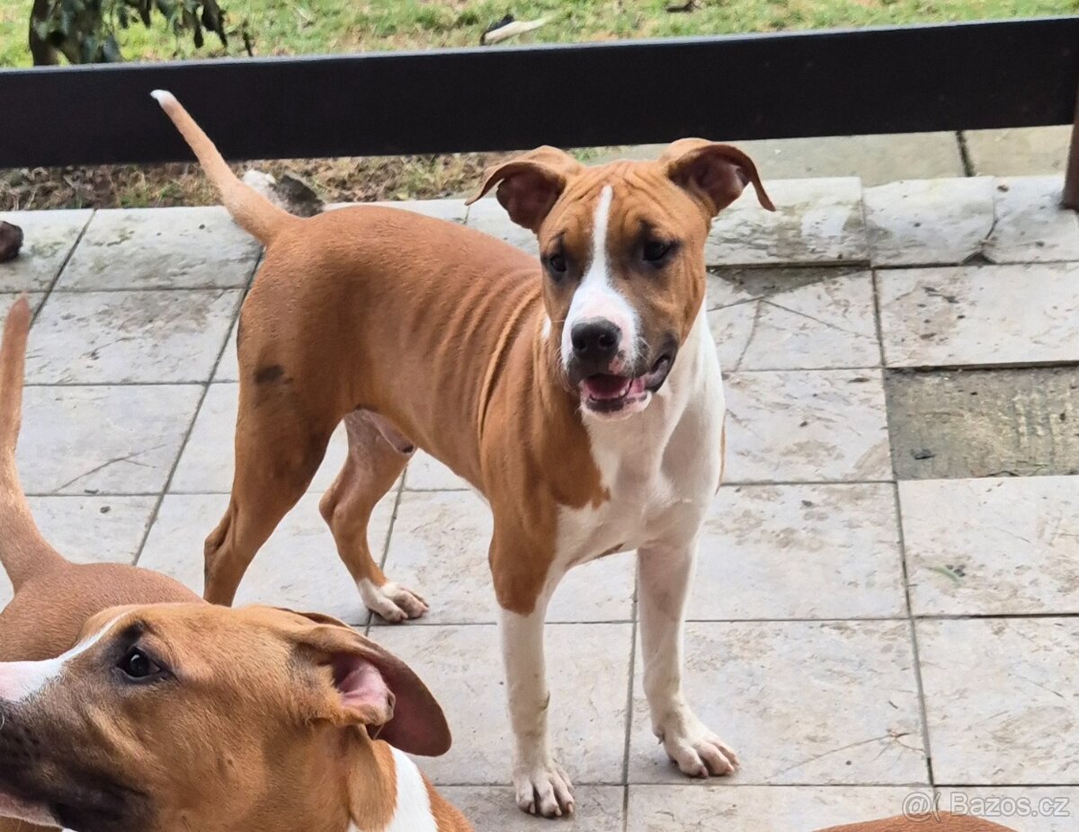 Americký stafordšírský teriér s PP - 2