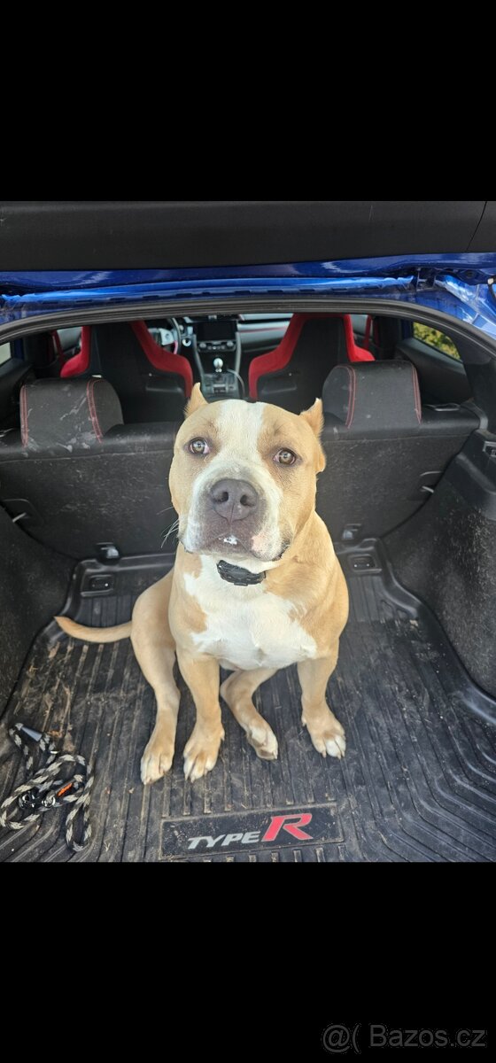 American Bully XL 3 roky - 2
