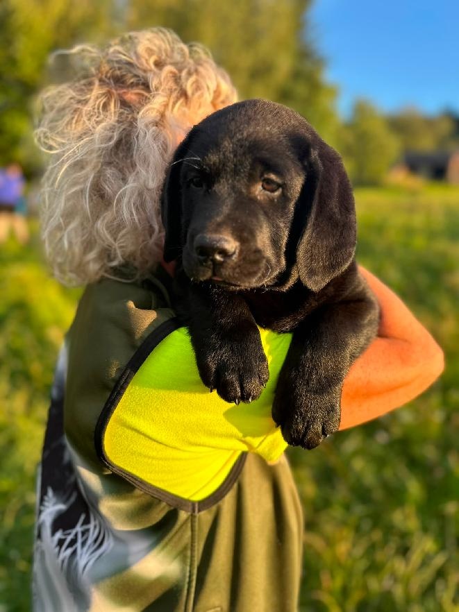 Labradorsky retriever - 2