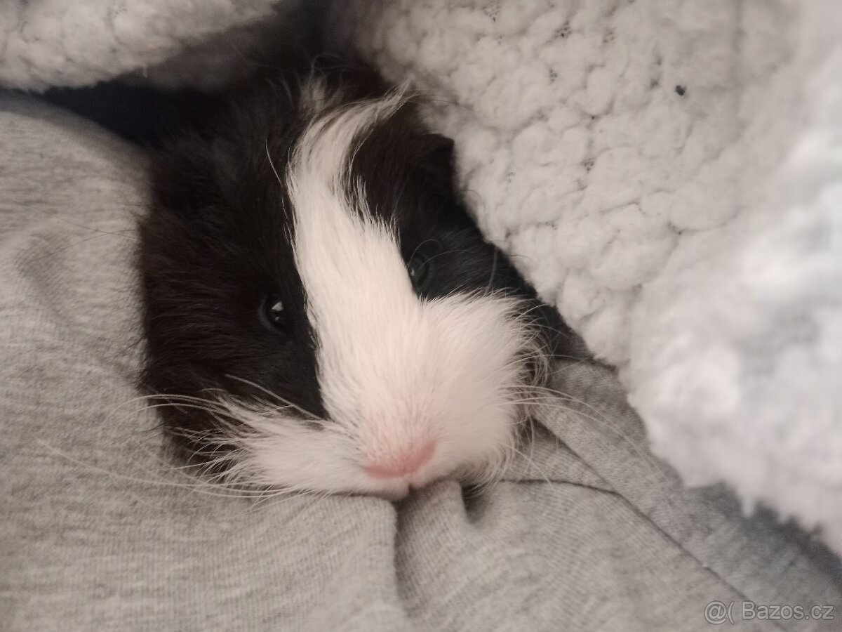 Daruji dvě morčátka 🐾 - 2