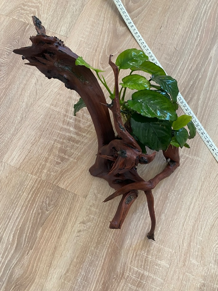 Kořen a Anubias - 2