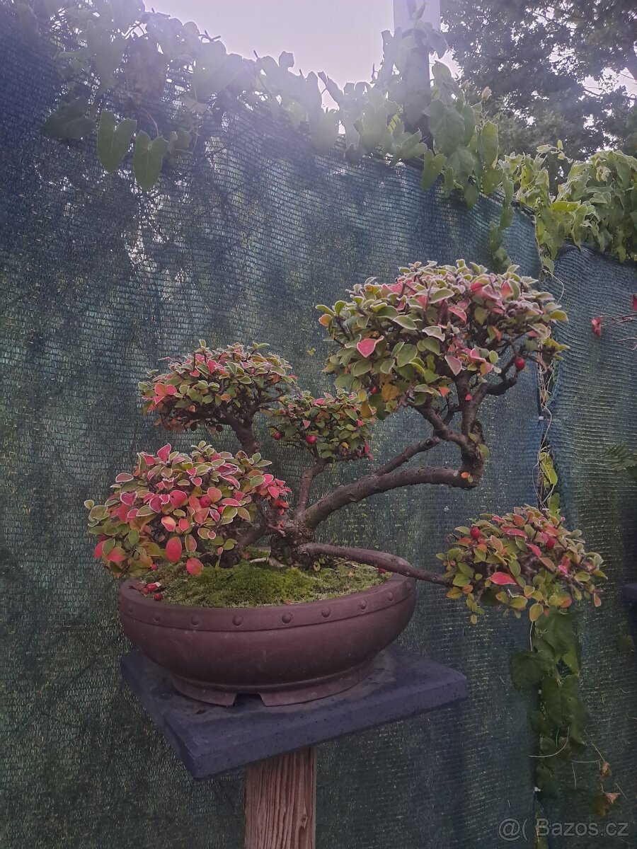 Bonsaj bonsai Skalnik - 2