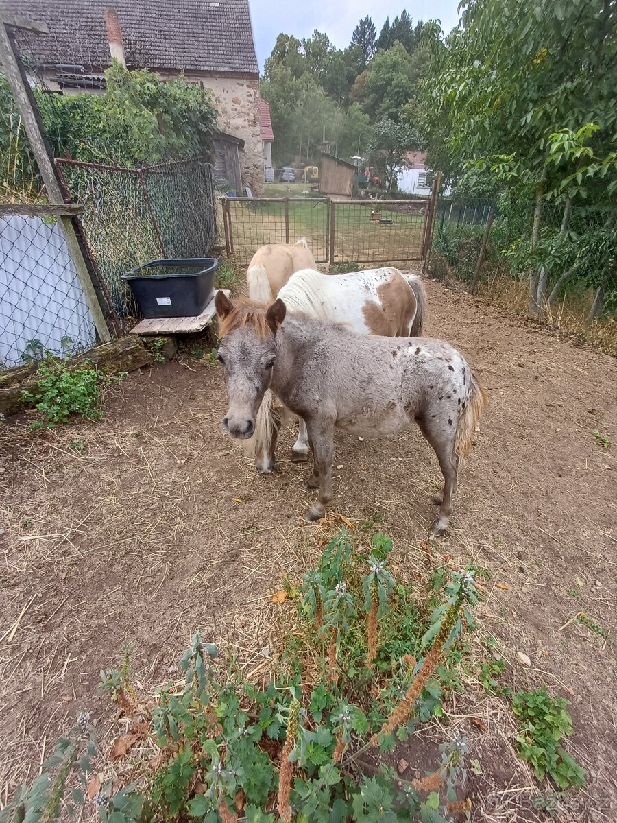 Mini pony - 2